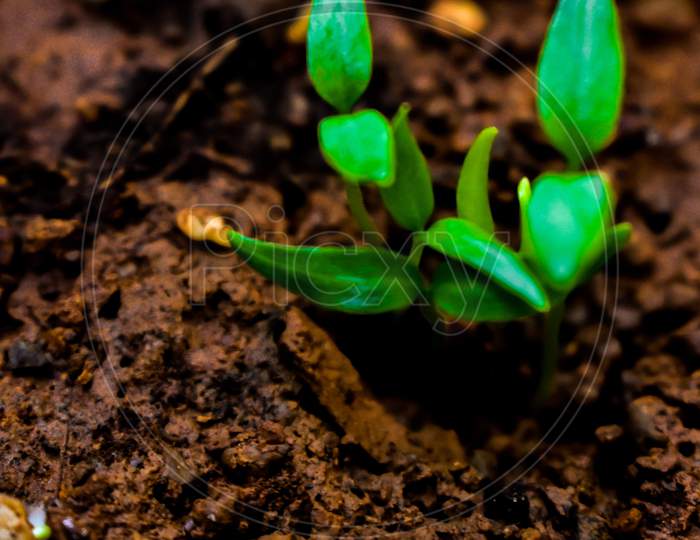 Young Plant Of Chilli In A Soil Humus With Green Leaves