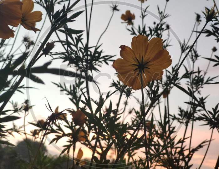 Yellow colour flowers in the background of Sunset