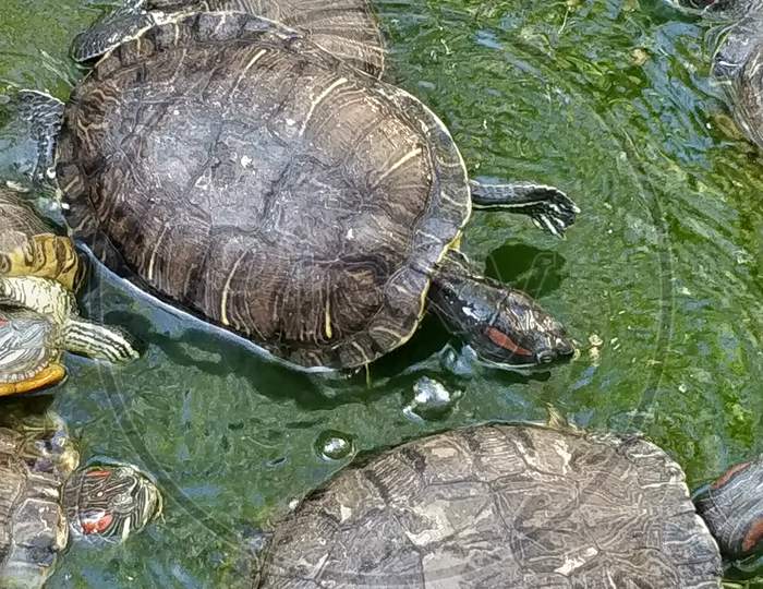 Group of turtles in the sun on pond near temple