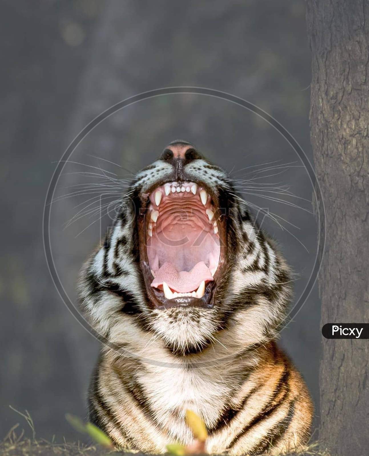 Big mouth of a bengal tiger