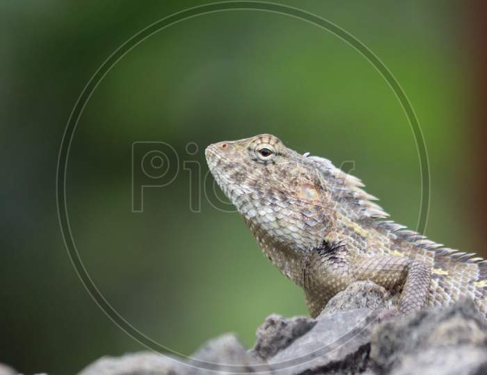Chameleons Closeup photo, Common chameleon, Macro photography