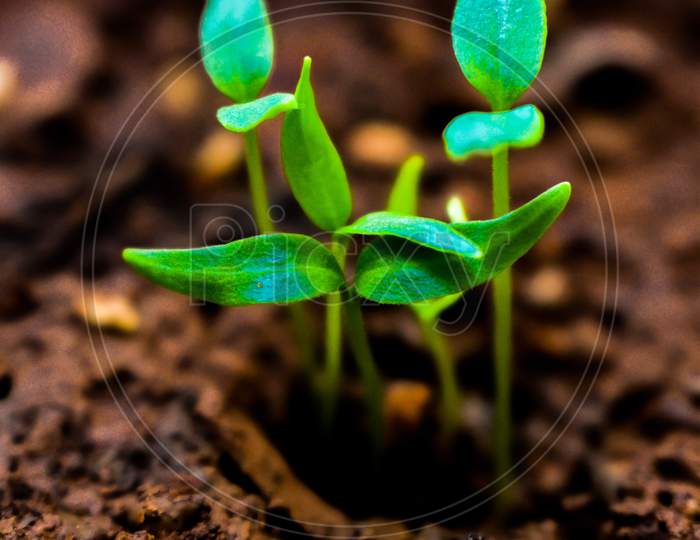 Young Plant Of Chilli In A Soil Humus With Green Leaves