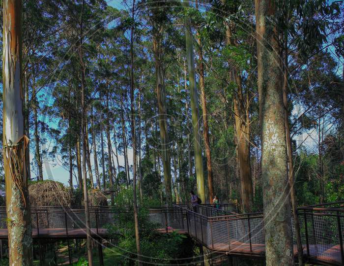 Trees in the park, Dusun Bambu, Bandung, West Java, Indonesia