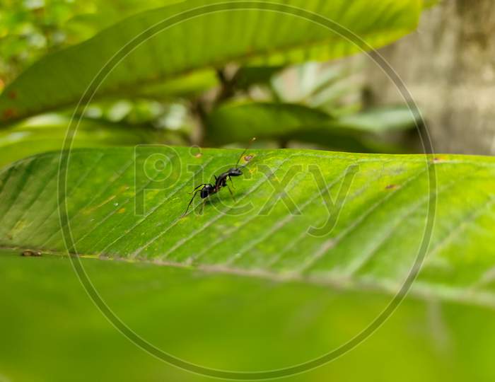 ant on leaf surface 2020