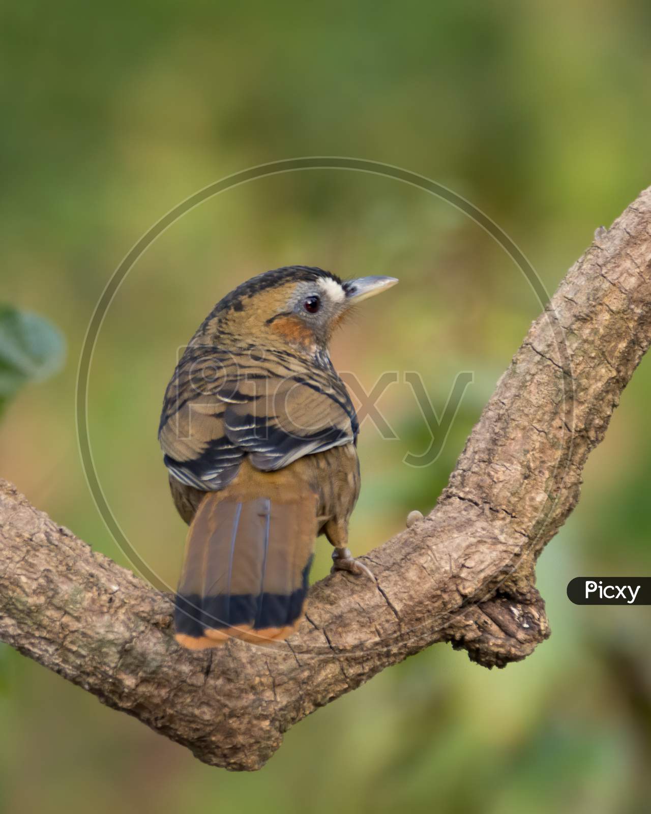 Back Facing Rufous-Chinned Laughingthrush On A Branch