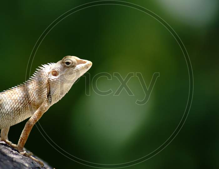 Lizard on a perch