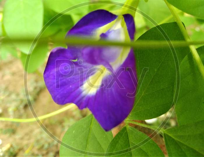 butterfly pea flower