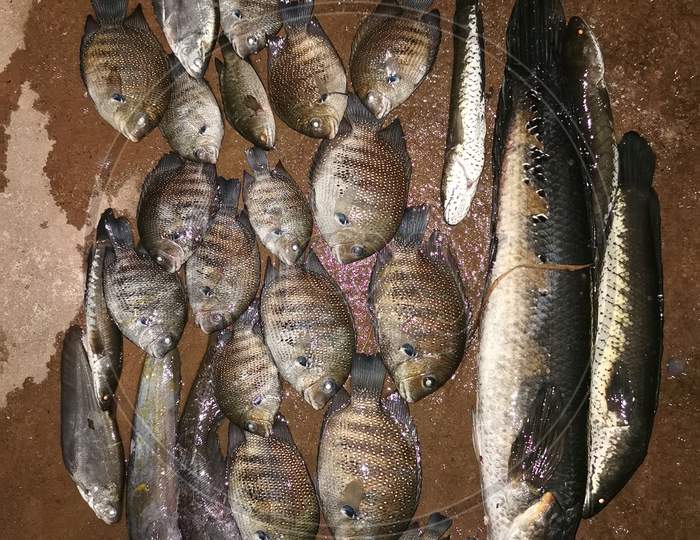 Snakehead and black bream fish caught from kerala, India,.