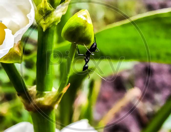 black garden ant image