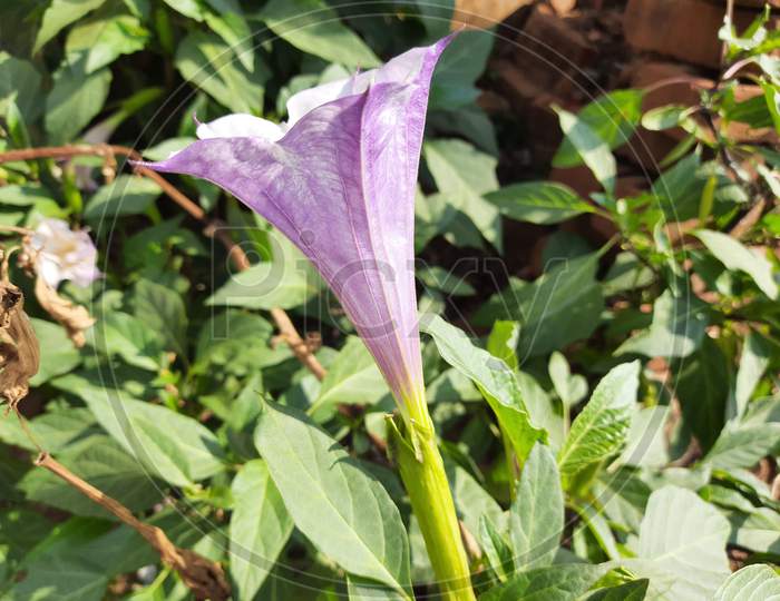 It is a flower of datura.