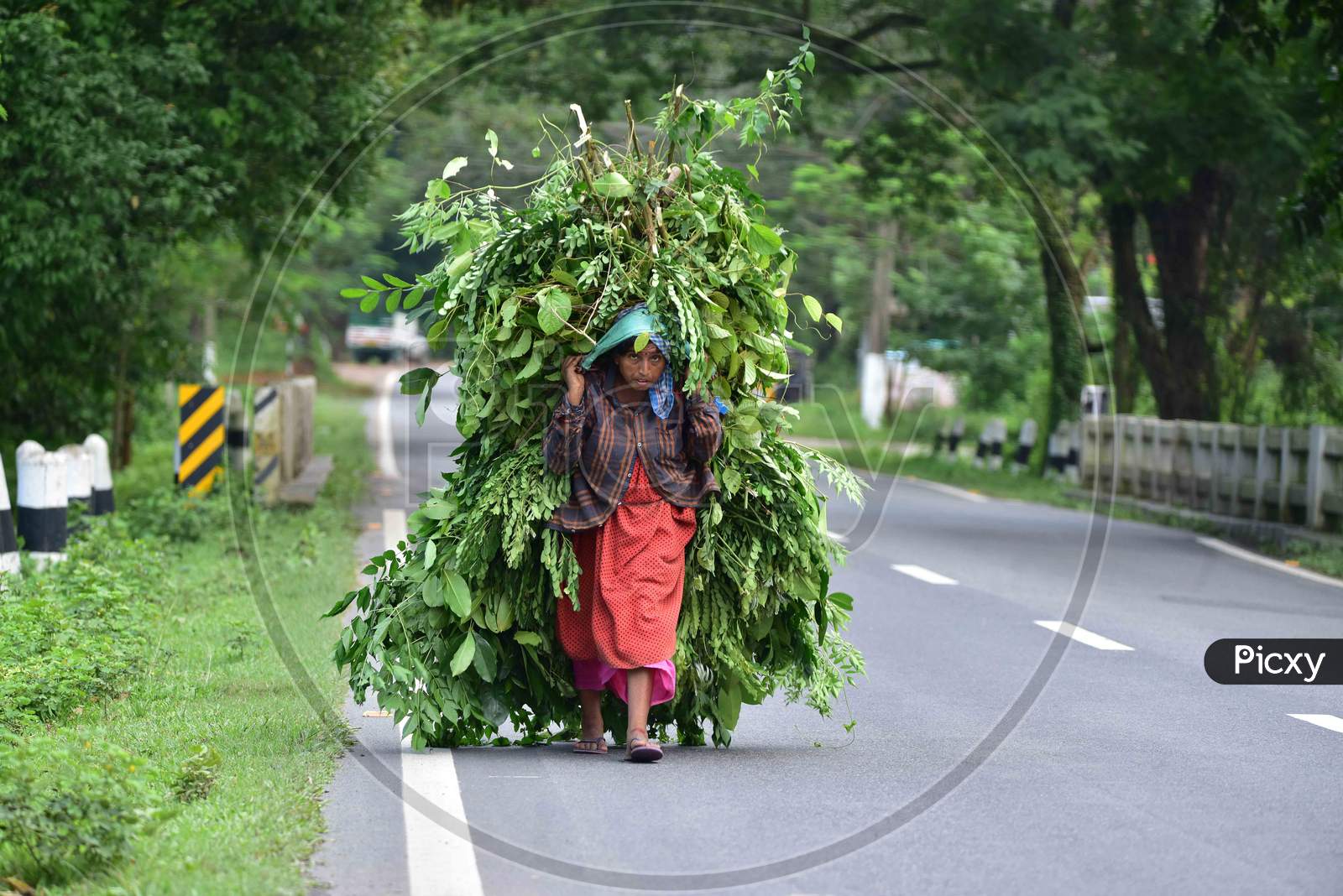 A woman collects fodder for animal feed in Nagaon District of Assam on Oct 4,2020