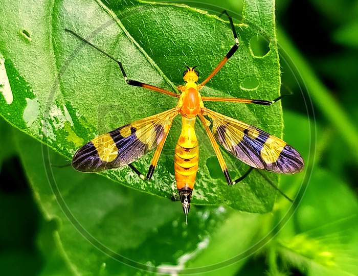 Yellow wasp sitting on a leaf