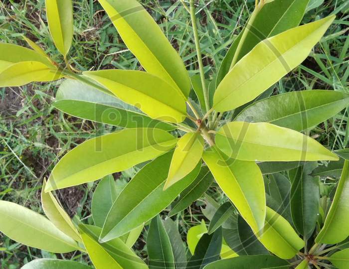 Green plant leaf, agriculture farming plant, chiku tree leaf, chikudi leaf