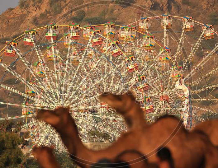 Selective focus image of camels in the fore ground blurred and giant wheel ride