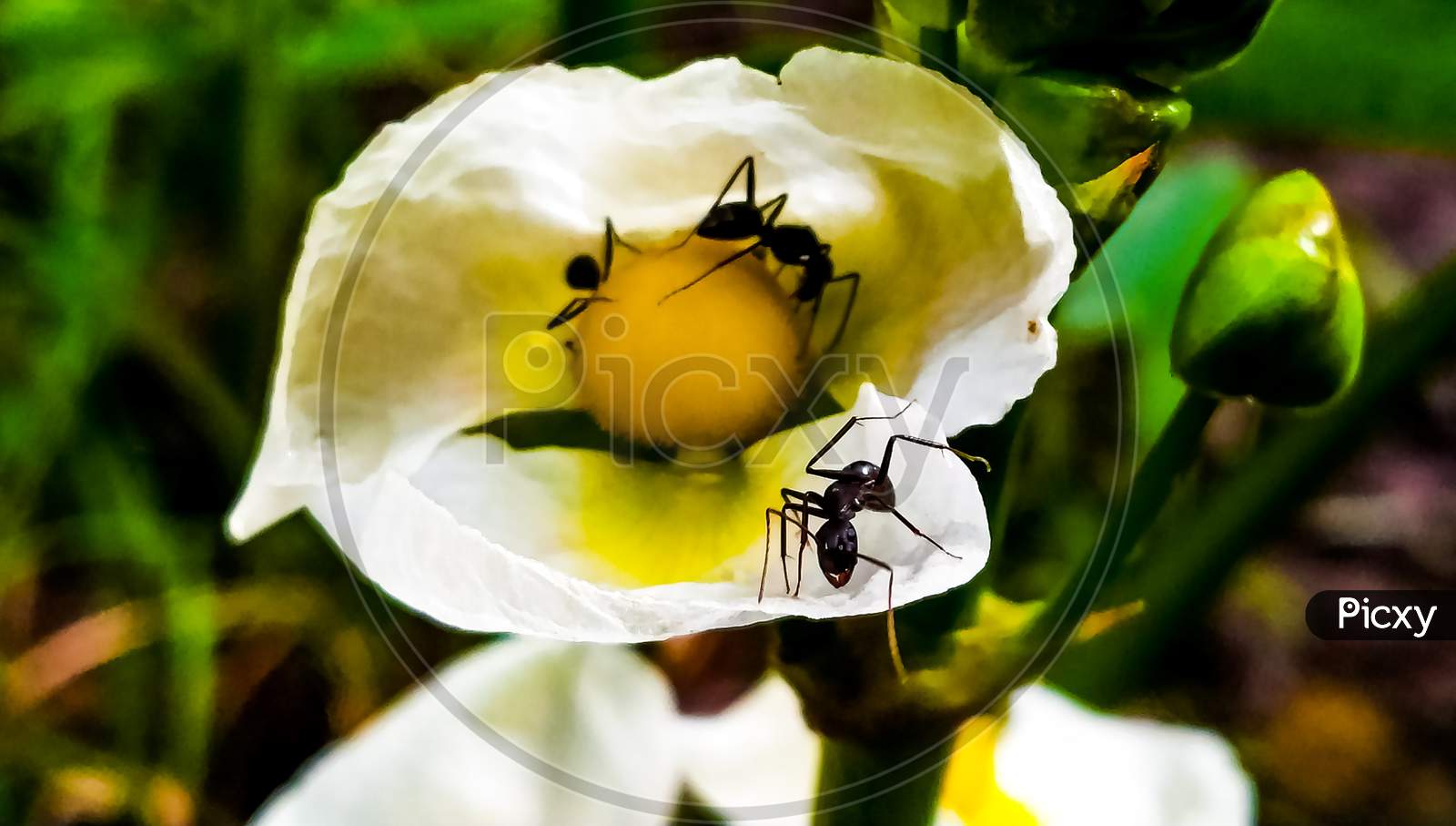 Black garden ant on a flower