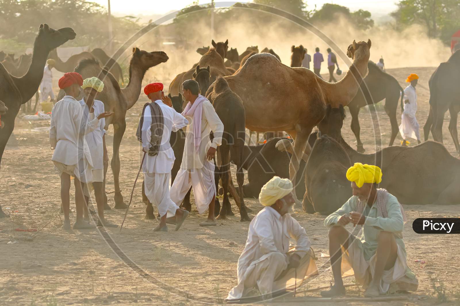 Camel traders negotiating trade of their livestock camels at Pushkar camel fair