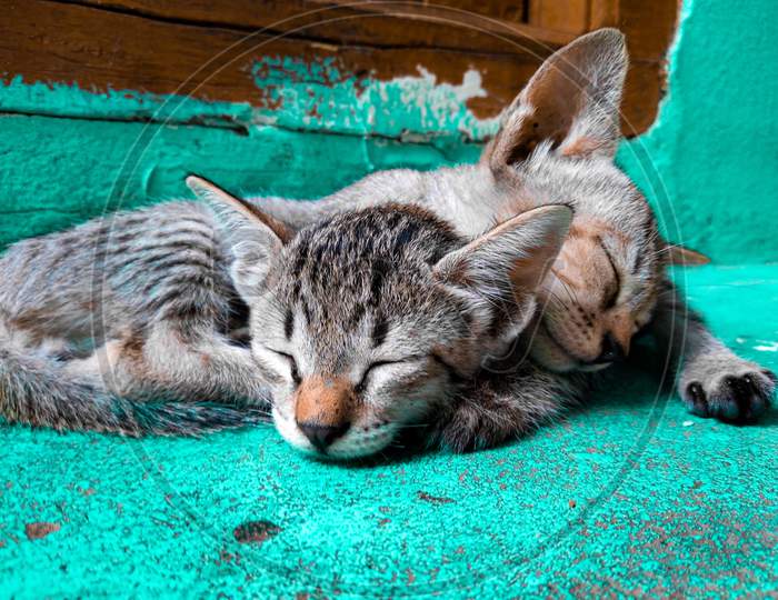 Cute small cats sleeping