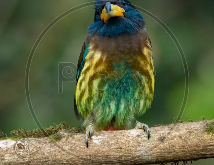 Portrait Of A Great Barbet