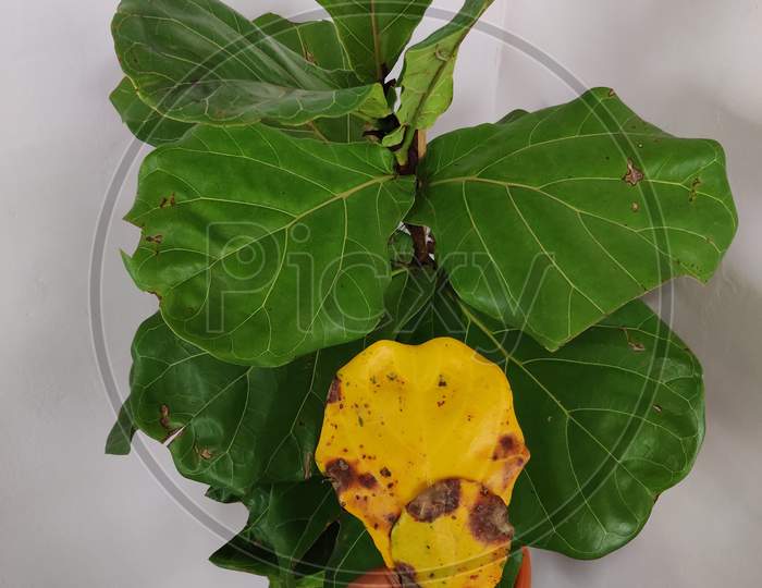 Yellowing leaves of Ficus fiddle leaf