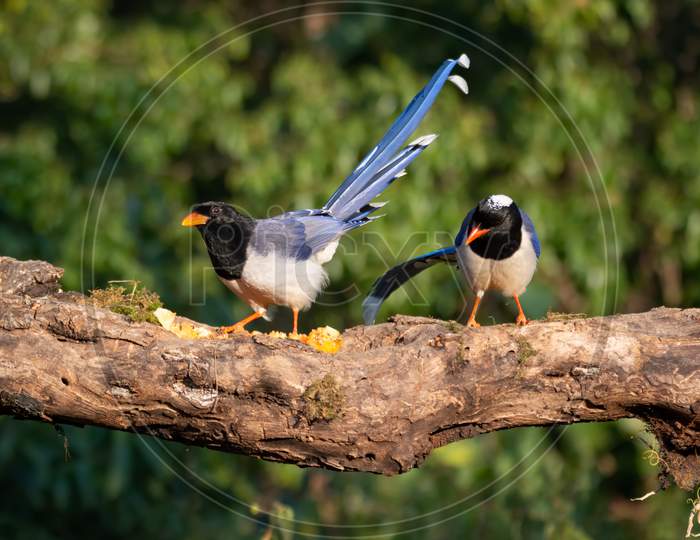 Pair Of Red-Billed Blue Magpies On A Tree Log