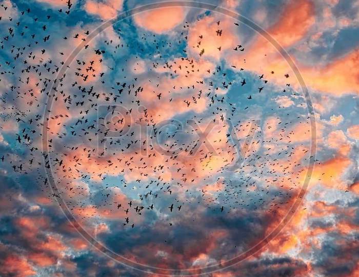 A blue orange coloured clouds with thousands of birds