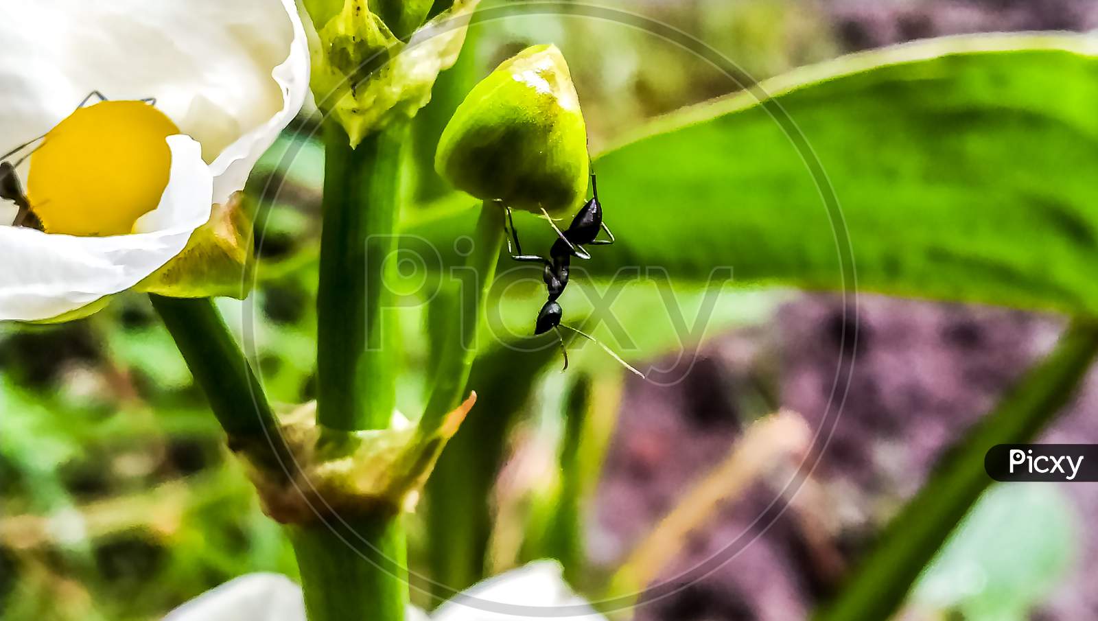 black garden ant image
