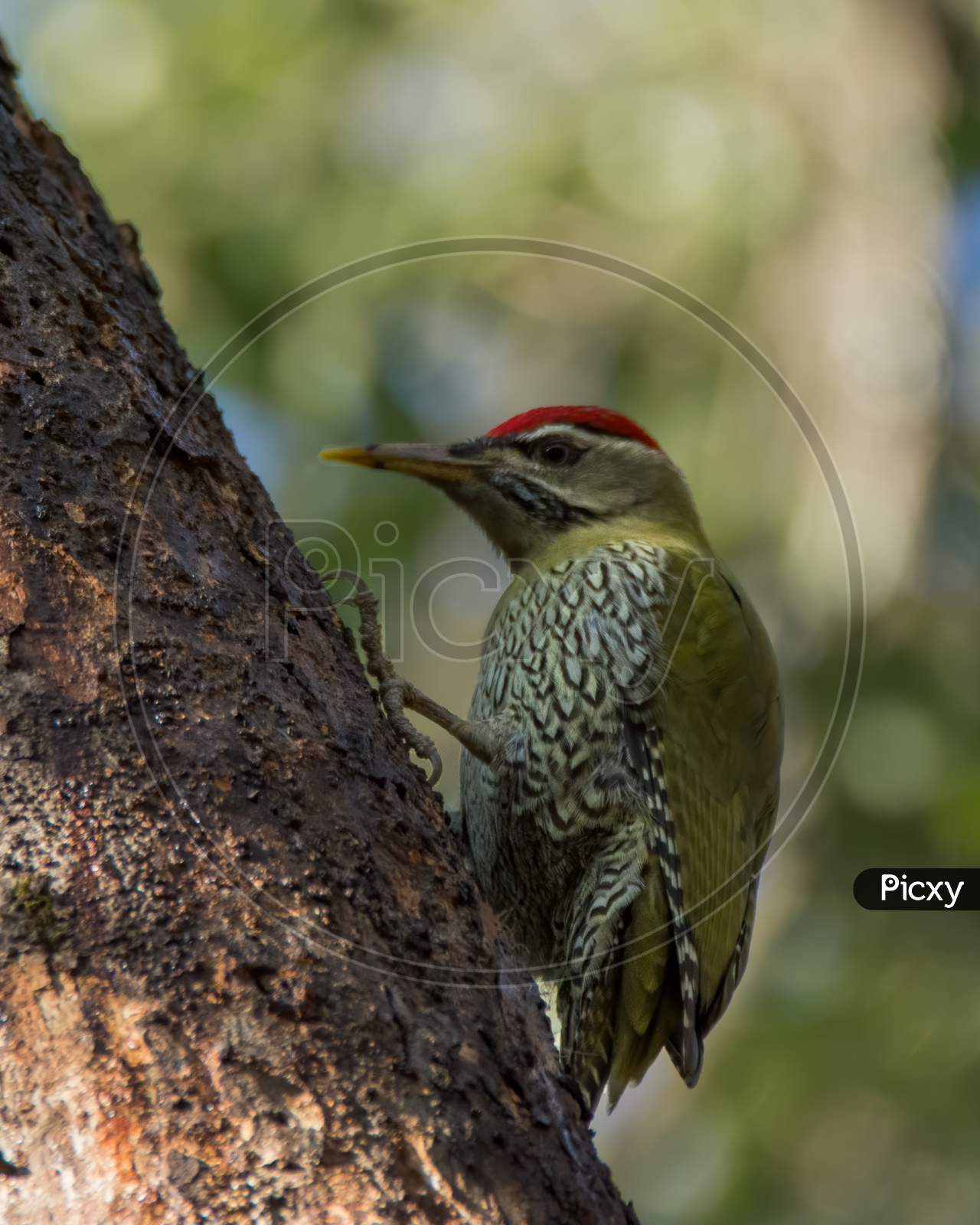 Male Scaly-Bellied Woodpecker Perched On A Tree Trunk