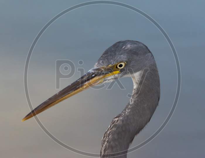 Close-Up Of A Western Reef Heron Face