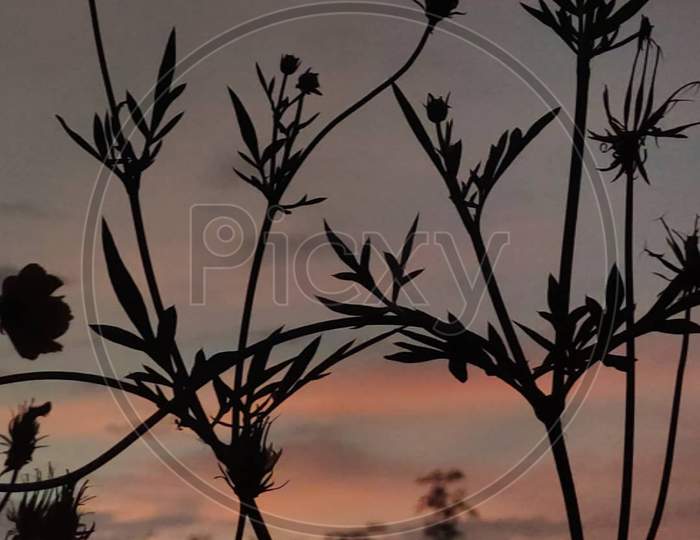 Evening Plant with sunset background