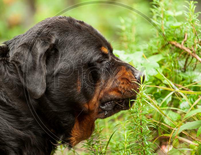 Large Robust Rottweiler Black And Tan Dog Sniffing Herbs In Backyard
