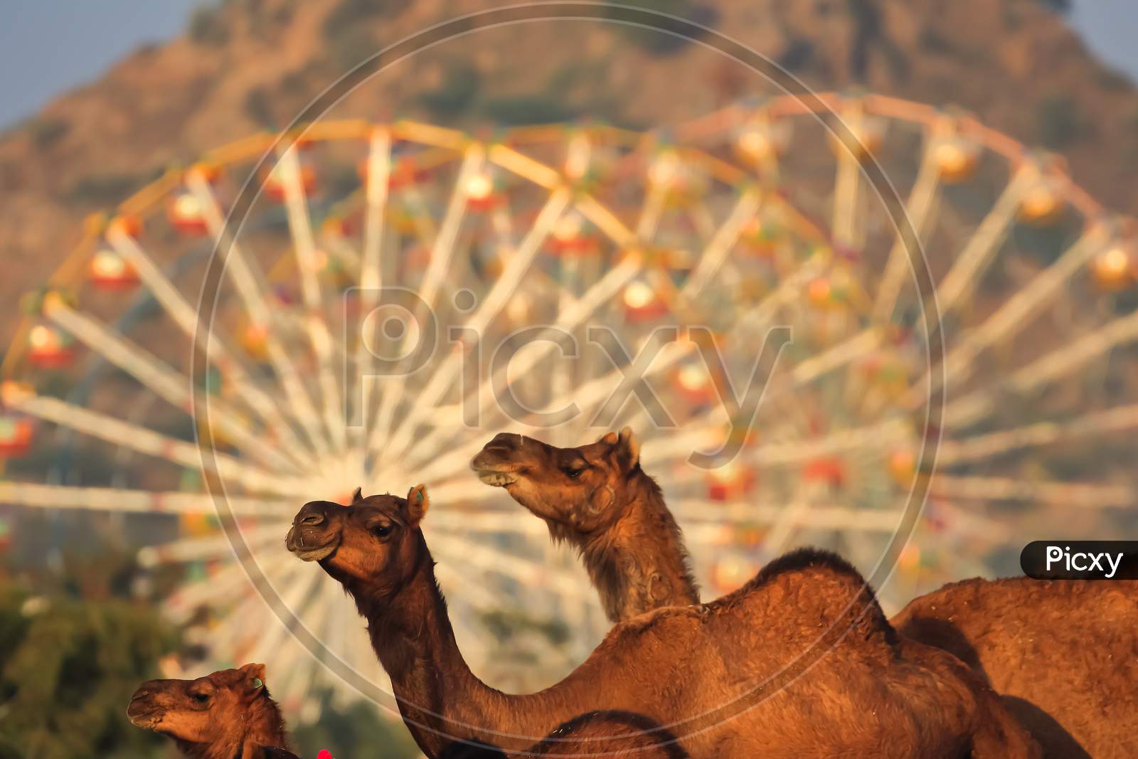 Image of camels in the fore ground as the main subject and giant wheel ride blurred at Pushkar
