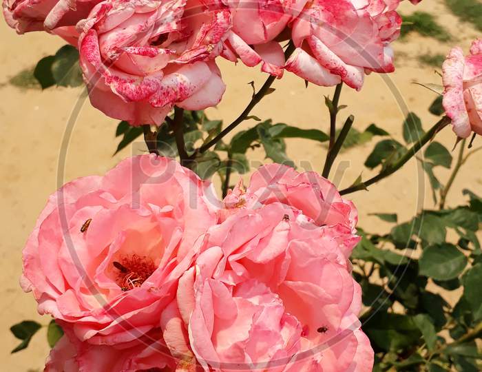 Beautiful Roses stock images