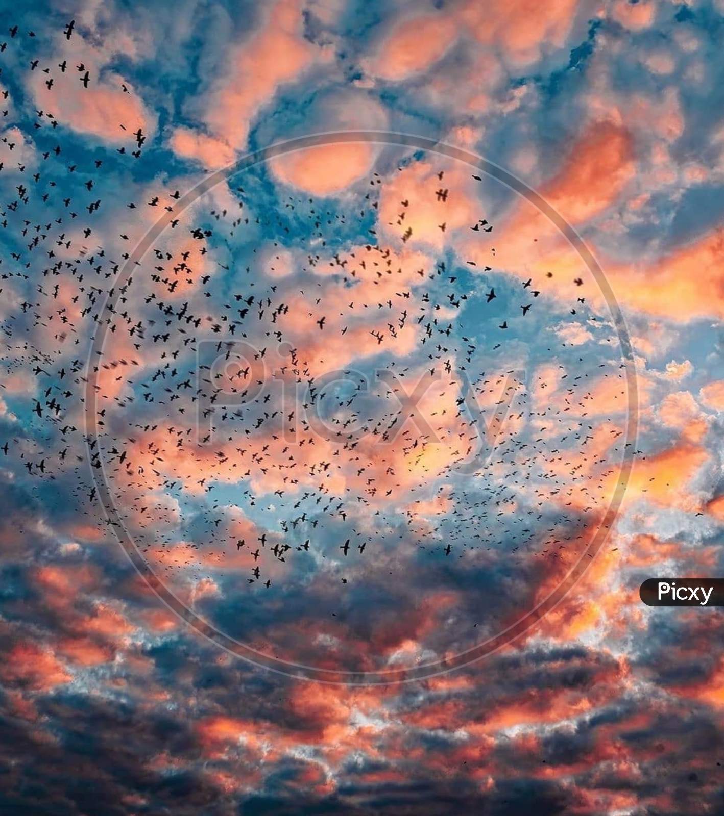 A blue orange coloured clouds with thousands of birds