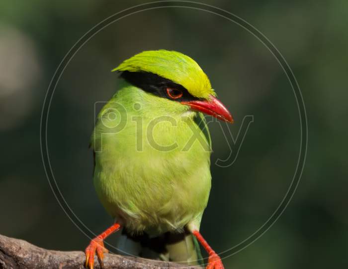 Portrait Of A Common Green Magpie