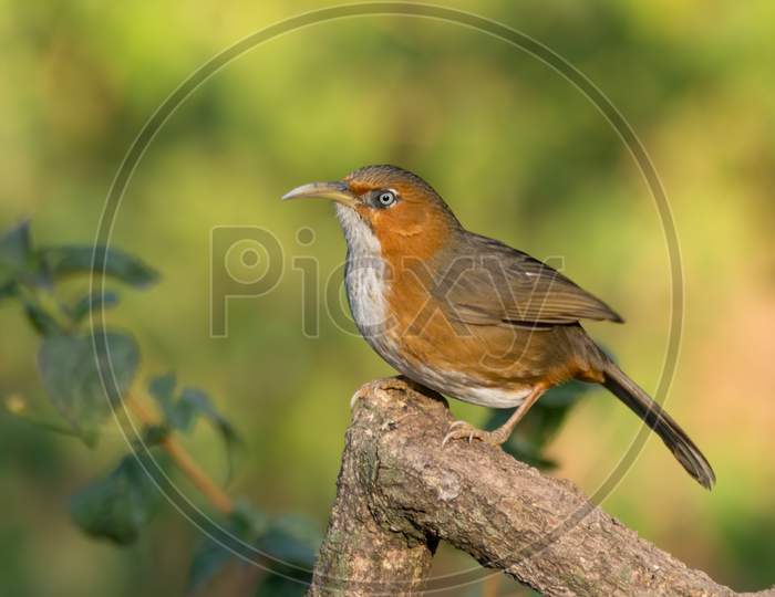 Rusty-Cheeked Scimitar Babbler Perched On A Branch