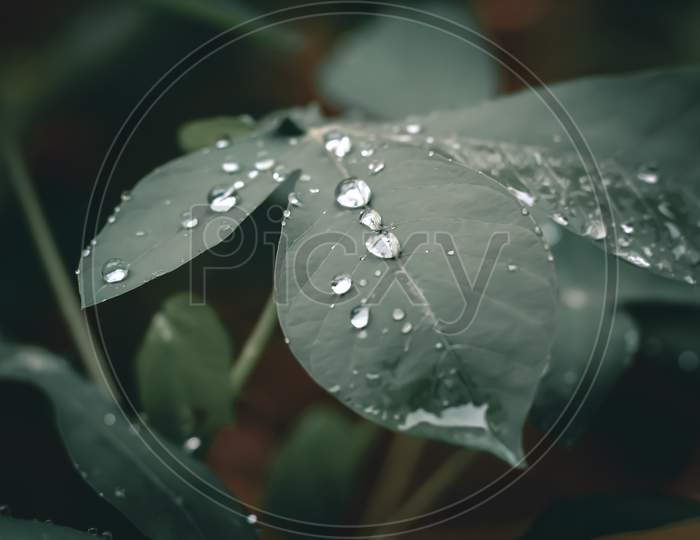 water droplets on cassava leaves