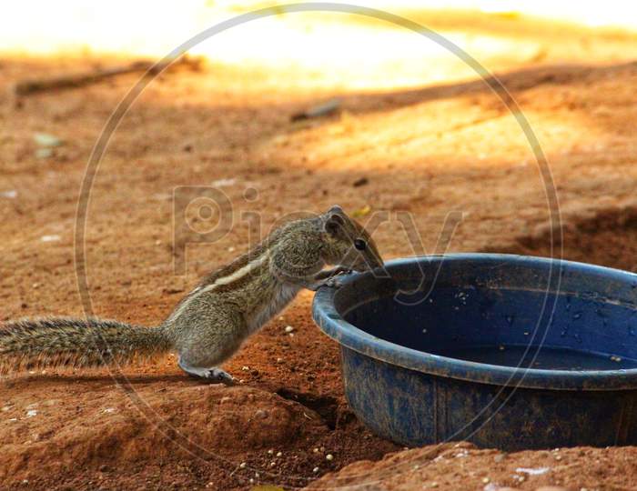 A Squirrel Searching For Water In Tub