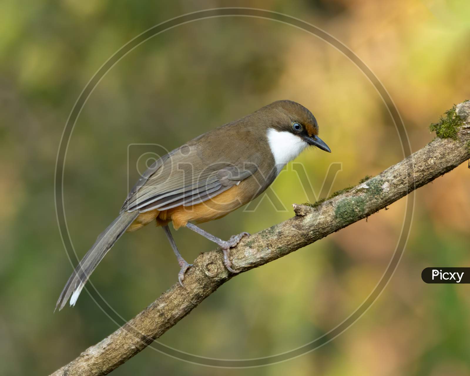 White-Throated Laughingthrush Perched On A Branch