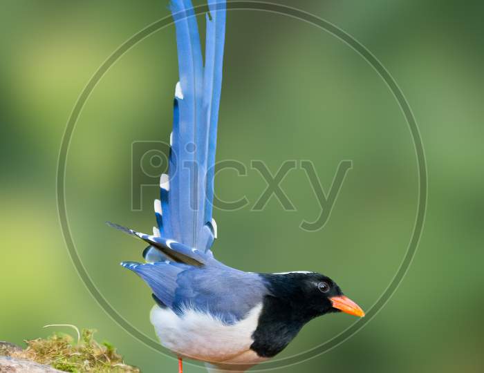 Red-Billed Blue Magpie With Tail Raised High