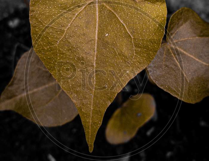 Beautiful leaf