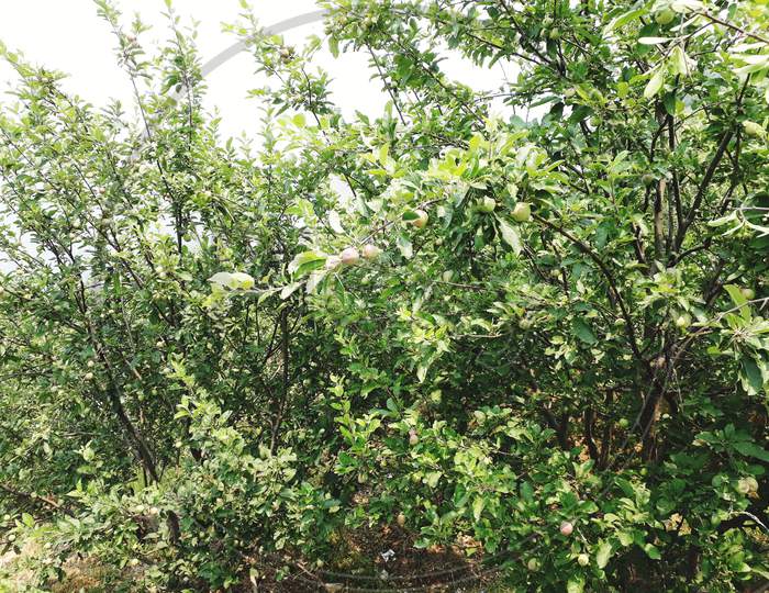 Beautiful Apple orchards stock photo