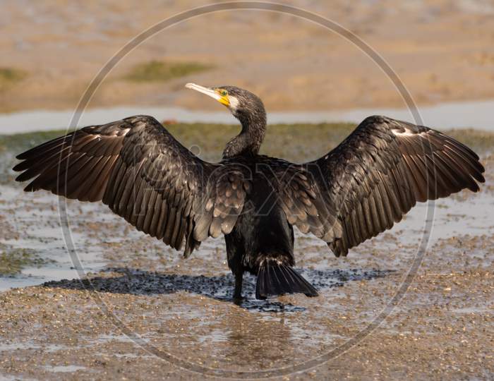 Back View Of A Great Cormorant Drying With Its Wings Spread