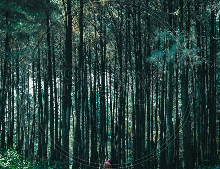 Green forest in the morning, Pancar Mountain in Bogor, West Java, Indonesia