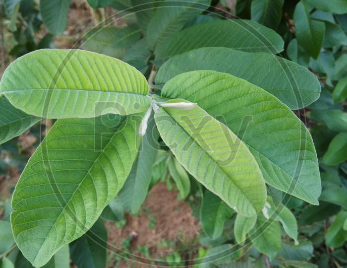 This is fruit tree leaf, green plant leaf, jamfar tree leaf, agriculture tree, fruit plant