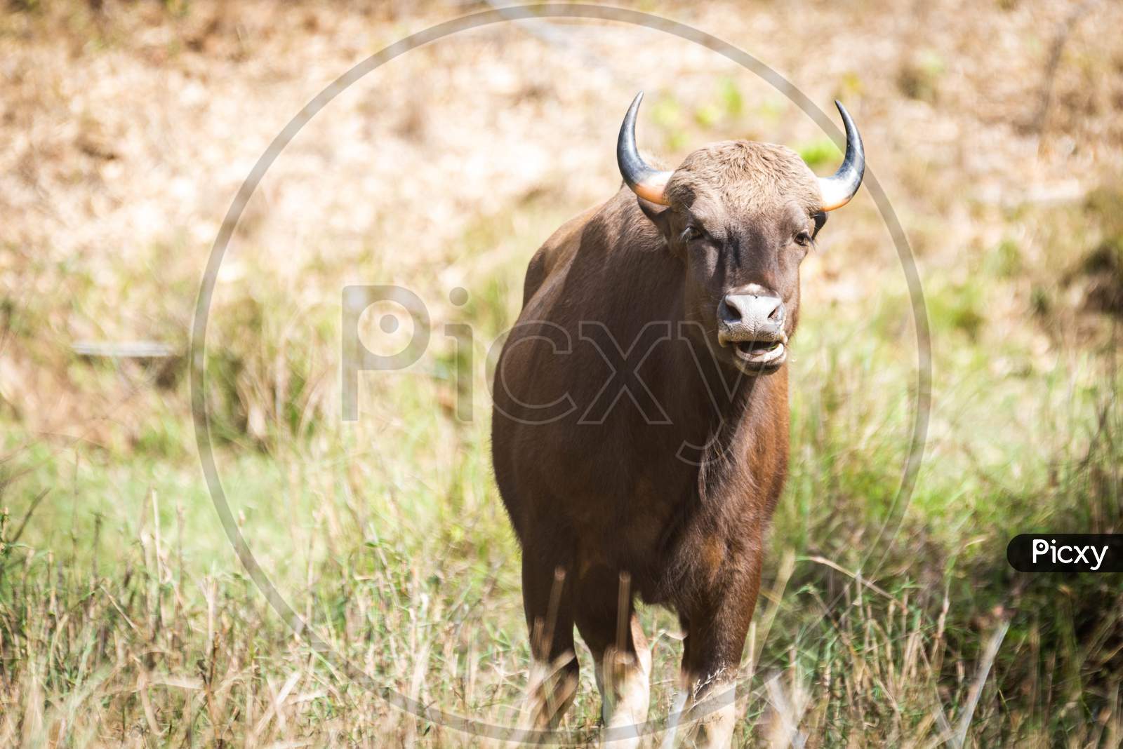 Bison in Tadoba anshi tiger reserve