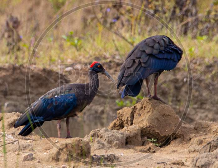 Red naped ibis