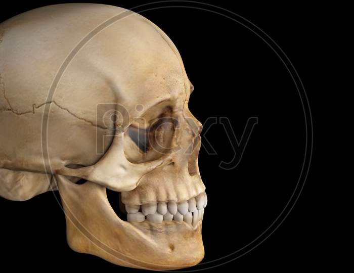 Artificial Human Skull On Black Background, Skull