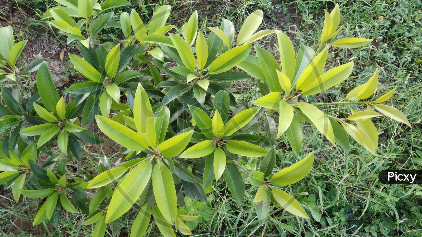 Chiku plant ,chikoo tree,chikku,chiku, green plant ,farm