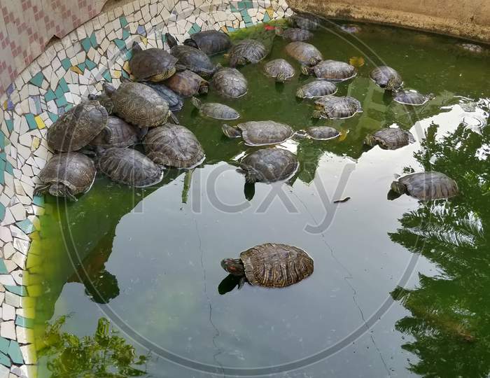 Group turtles in the sun on pond