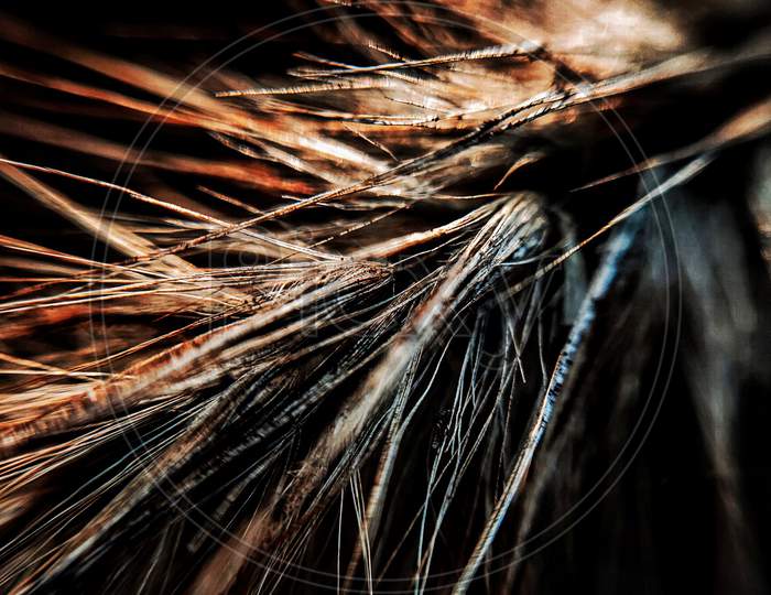 Dry Grass, macro photography
